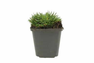 Armeria maritima 'Splendens Perfecta' Trift 5-10 i kruka P9 Armeria maritima 'Splendens Perfecta'