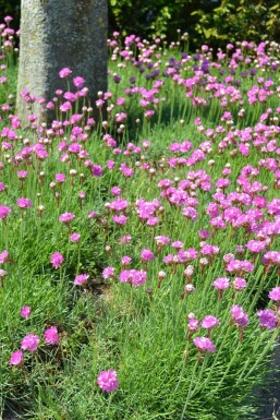 Armeria maritima 'Splendens' Trift 5-10 i kruka P9 Armeria maritima 'Splendens'