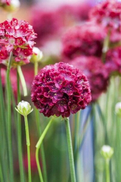Armeria pseudarmeria 'Ballerina Red' Bredbladig trift 5-10 i kruka P9 Armeria pseudarmeria 'Ballerina Red'