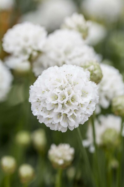 Armeria pseudarmeria 'Ballerina White' Bredbladig trift 5-10 i kruka P9 Armeria pseudarmeria 'Ballerina White'