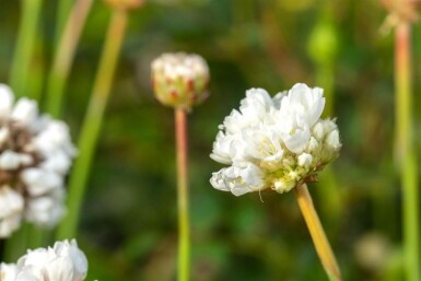 Armeria pseudarmeria 'Ballerina White' Bredbladig trift 5-10 i kruka P9 Armeria pseudarmeria 'Ballerina White'