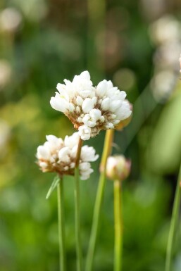 Armeria pseudarmeria 'Ballerina White' Bredbladig trift 5-10 i kruka P9 Armeria pseudarmeria 'Ballerina White'
