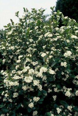 Aronia melanocarpa C2 30-40