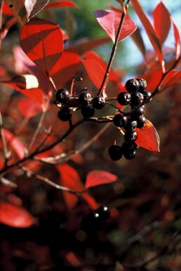 Aronia melanocarpa C2 30-40