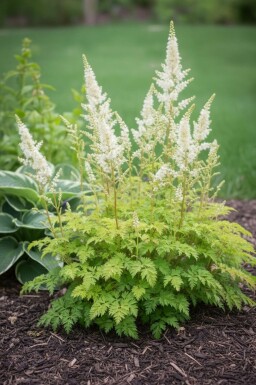 Aruncus aethusifolius 'Noble Spirit' Koreansk plymspirea 5-10 i kruka P9 Aruncus aethusifolius 'Noble Spirit'