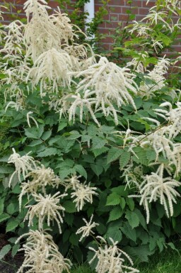 Aruncus dioicus Plymspirea 5-10 i kruka P9 Aruncus dioicus