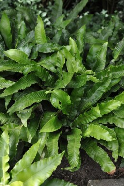 Asplenium scolopendrium Hjorttunga 5-10 i kruka P9 Asplenium scolopendrium