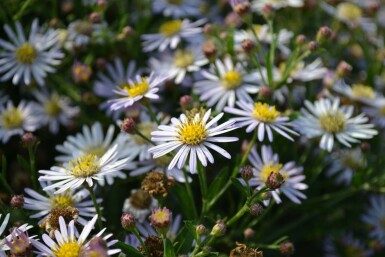 Aster ageratoides 'Asran' Balsamaster 5-10 i kruka P9 Aster ageratoides 'Asran'