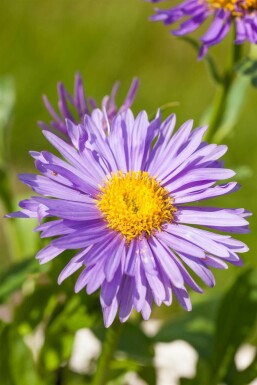 Aster alpinus Alpaster 5-10 i kruka P9 Aster alpinus