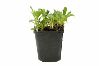 Aster alpinus 'Albus' Alpaster 5-10 i kruka P9 Aster alpinus 'Albus'