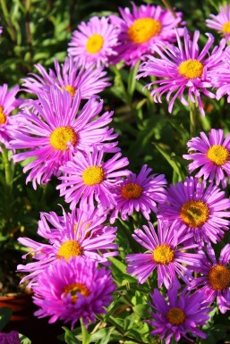 Aster alpinus 'Happy End' Alpaster 5-10 i kruka P9 Aster alpinus 'Happy End'
