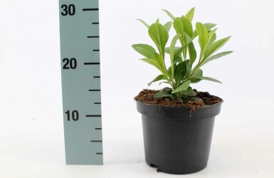 Aster × frikartii 'Mönch' Astrar 10-15 i kruka C2 Aster × frikartii 'Mönch'