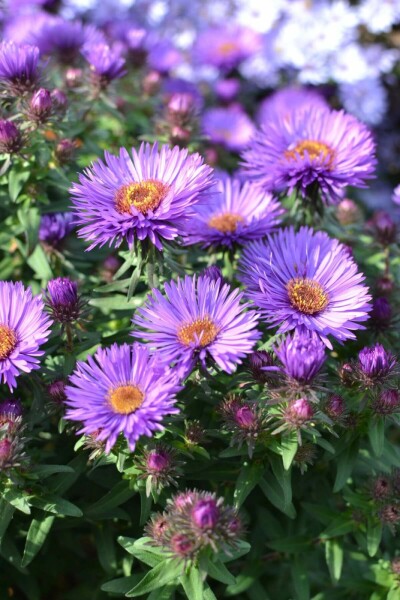 Aster novae-angliae 'Purple Dome' Luktaster 5-10 i kruka P9 Aster novae-angliae 'Purple Dome'