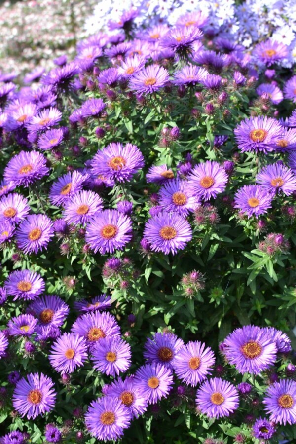 Aster novae-angliae 'Purple Dome' Luktaster 5-10 i kruka P9 Aster novae-angliae 'Purple Dome'