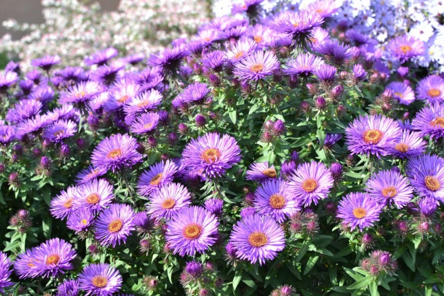 Aster novae-angliae 'Purple Dome' Luktaster 5-10 i kruka P9 Aster novae-angliae 'Purple Dome'