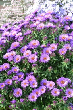 Aster novae-angliae 'Purple Dome' Luktaster 5-10 i kruka P9 Aster novae-angliae 'Purple Dome'