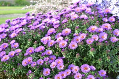 Aster novae-angliae 'Purple Dome' Luktaster 5-10 i kruka P9 Aster novae-angliae 'Purple Dome'