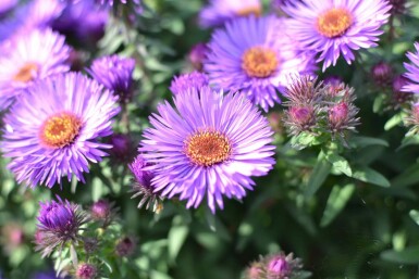 Aster novae-angliae 'Purple Dome' Luktaster 5-10 i kruka P9 Aster novae-angliae 'Purple Dome'