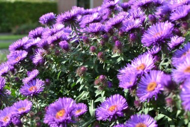 Aster novae-angliae 'Purple Dome' Luktaster 5-10 i kruka P9 Aster novae-angliae 'Purple Dome'