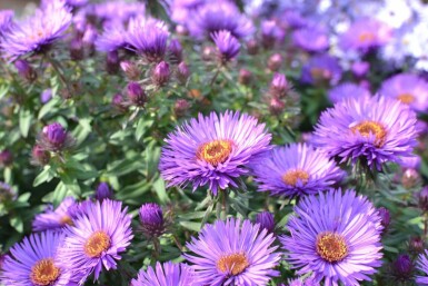 Aster novae-angliae 'Purple Dome' Luktaster 5-10 i kruka P9 Aster novae-angliae 'Purple Dome'