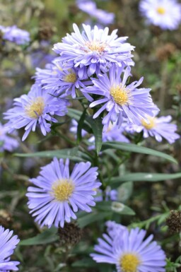 Aster novi-belgii 'Marie Ballard' Höstaster 5-10 i kruka P9 Aster novi-belgii 'Marie Ballard'