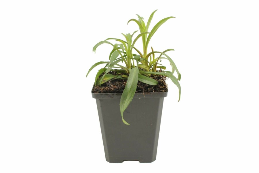 Aster novi-belgii 'Marie Ballard' Höstaster 5-10 i kruka P9 Aster novi-belgii 'Marie Ballard'