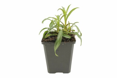 Aster novi-belgii 'Marie Ballard' Höstaster 5-10 i kruka P9 Aster novi-belgii 'Marie Ballard'