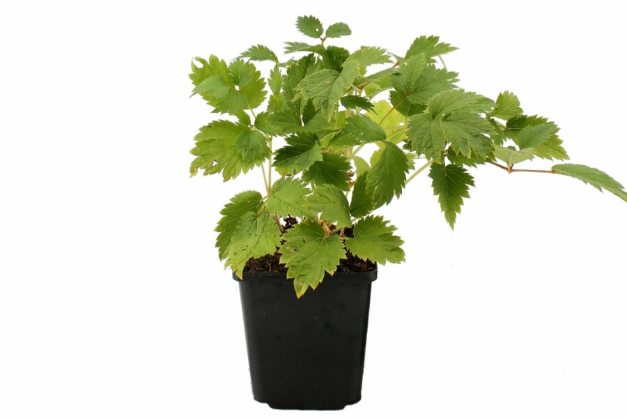 Astilbe chinensis 'Pumila' Dvärgastilbe 5-10 i kruka P9 Astilbe chinensis 'Pumila'