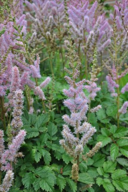 Astilbe chinensis 'Pumila' Dvärgastilbe 5-10 i kruka P9 Astilbe chinensis 'Pumila'