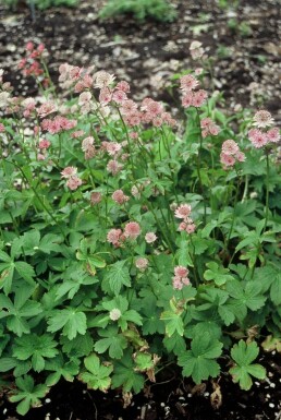 Astrantia major Stjärnflocka 5-10 i kruka P9 Astrantia major