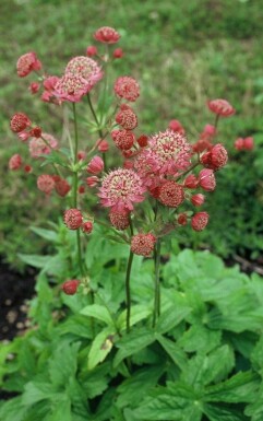 Astrantia major 'Lars' Stjärnflocka 5-10 i kruka P9 Astrantia major 'Lars'