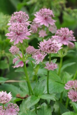 Astrantia major 'Pink Pride' Stjärnflocka 5-10 i kruka P9 Astrantia major 'Pink Pride'