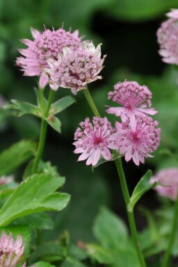 Astrantia major 'Pink Pride' Stjärnflocka 5-10 i kruka P9 Astrantia major 'Pink Pride'