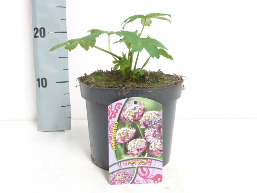 Astrantia major 'Primadonna' Stjärnflocka 5-10 i kruka P9 Astrantia major 'Primadonna'