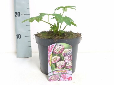 Astrantia major 'Primadonna' Stjärnflocka 5-10 i kruka P9 Astrantia major 'Primadonna'