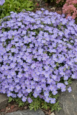 Aubrieta 'Cascade Blue' Aubrietior 5-10 i kruka P9 Aubrieta 'Cascade Blue'