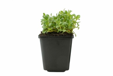 Aubrieta 'Cascade Blue' Aubrietior 5-10 i kruka P9 Aubrieta 'Cascade Blue'