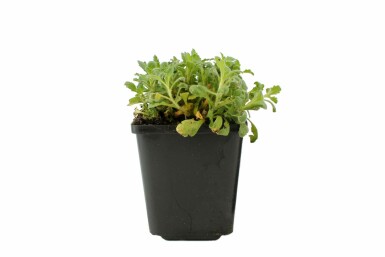 Aubrieta 'Cascade Purple' Aubrietior 5-10 i kruka P9 Aubrieta 'Cascade Purple'