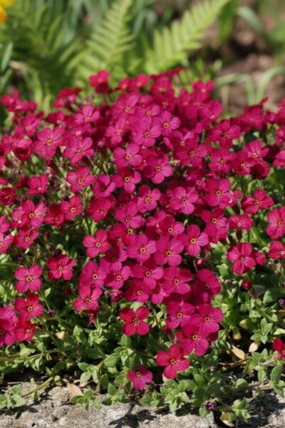 Aubrieta 'Cascade Red' Aubrietior 5-10 i kruka P9 Aubrieta 'Cascade Red'