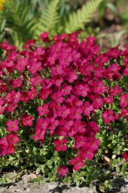 Aubrieta 'Cascade Red' Aubrietior 5-10 i kruka P9 Aubrieta 'Cascade Red'