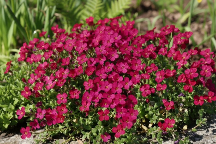 Aubrieta 'Cascade Red' Aubrietior 5-10 i kruka P9 Aubrieta 'Cascade Red'