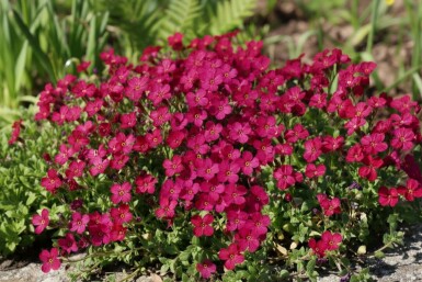 Aubrieta 'Cascade Red' Aubrietior 5-10 i kruka P9 Aubrieta 'Cascade Red'