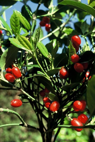 Aucuba japonica 'Rozannie' C2 30-40