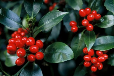 Aucuba japonica 'Rozannie' C2 30-40
