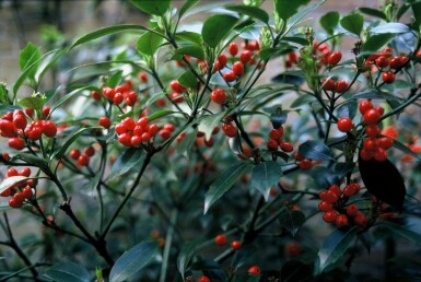 Aucuba japonica 'Rozannie' C2 30-40