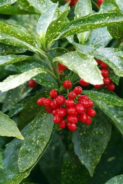 Aucuba japonica 'Variegata' C2 20-30