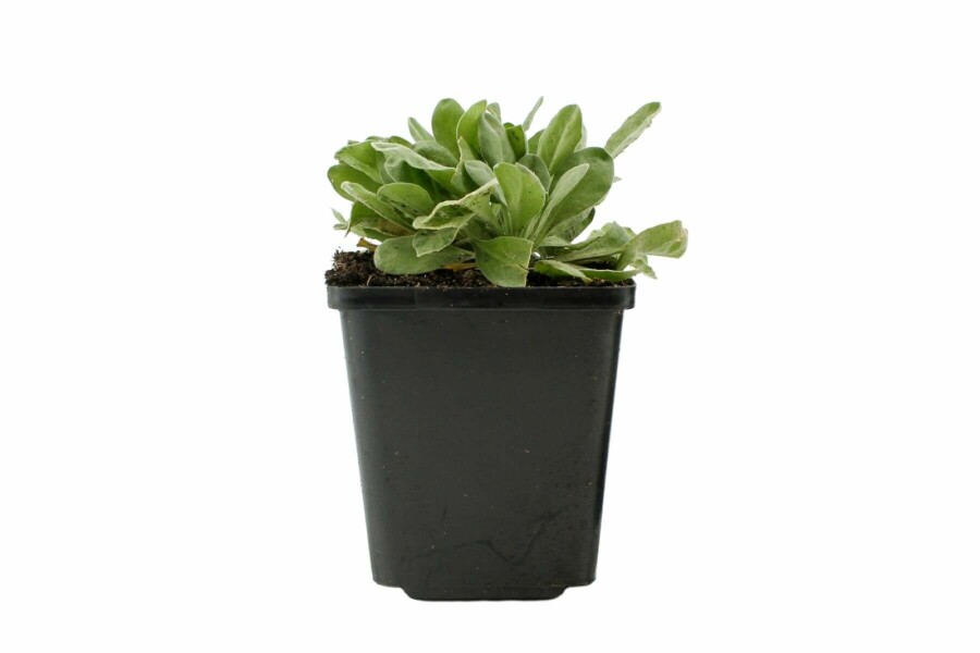 Aurinia saxatilis Praktstenört 5-10 i kruka P9 Aurinia saxatilis