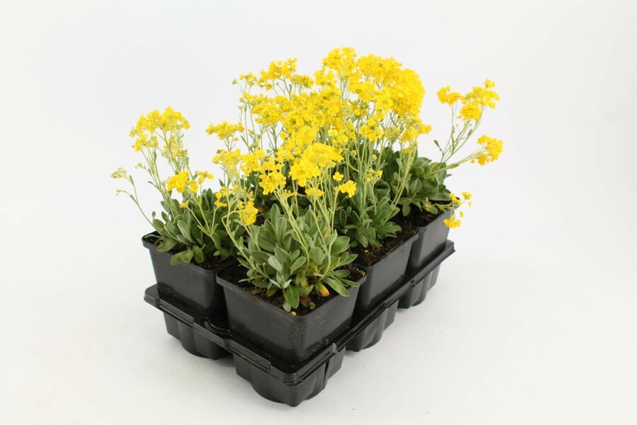 Aurinia saxatilis Praktstenört 5-10 i kruka P9 Aurinia saxatilis