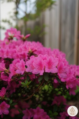 Azalea japonica 'Kermesina' buske 20-30 cm