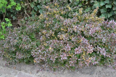Berberis thunbergii 'Atropurpurea Nana' C2 20-30